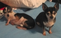 Isabel & Laszlo on bed
